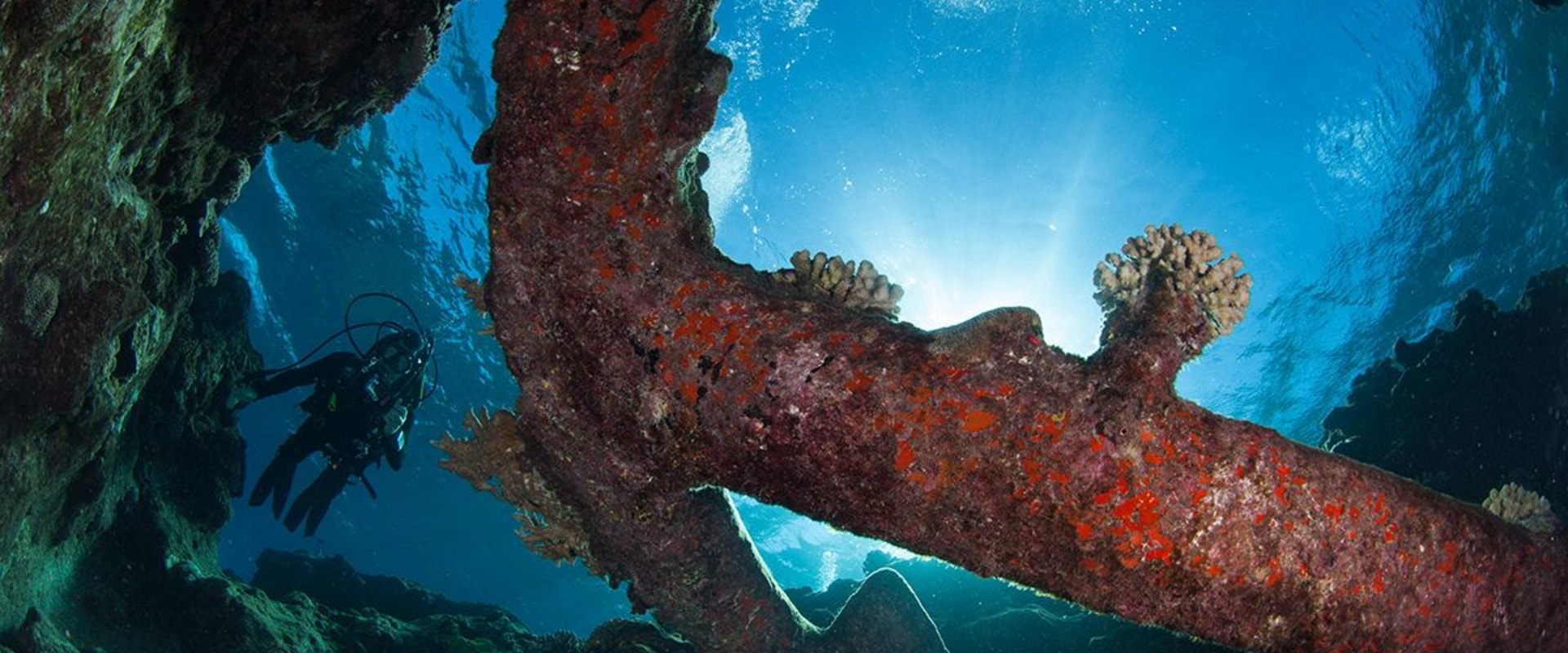 Exploring the Wonders of Coral on Shipwrecks