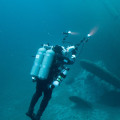 Exploring the Depths of Wreck Diving: A Comprehensive Guide
