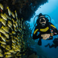 Exploring Bunbury Waters: A Guide to Scuba Diving