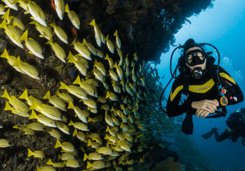 Exploring Bunbury Waters: A Guide to Scuba Diving