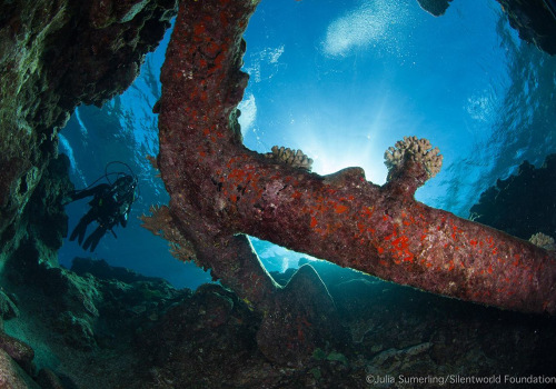 Exploring the Wonders of Coral on Shipwrecks